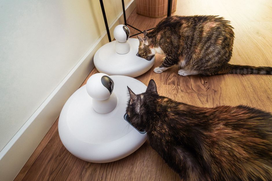 Cat eating from an automatic pet feeder