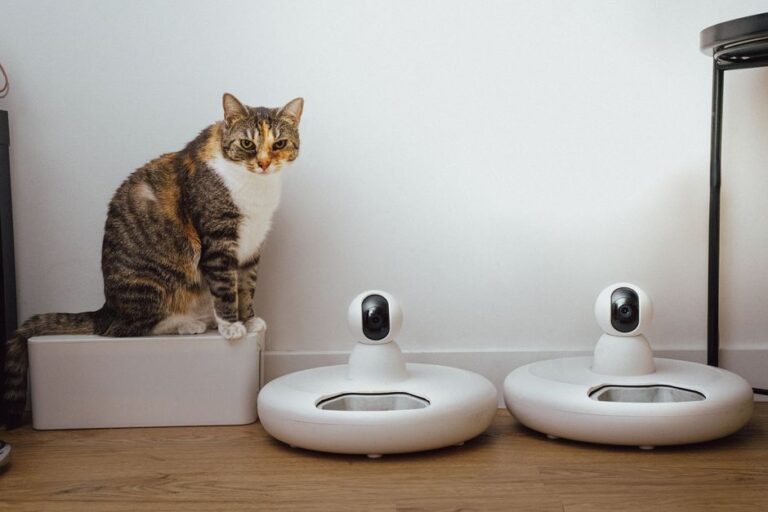 A cat next to two smart pet camera feeders